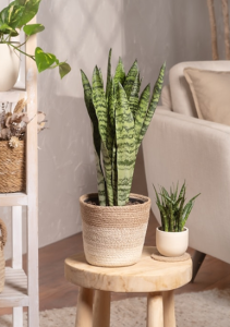 Indoor Plants & Planters